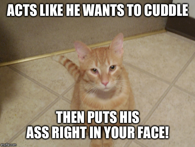 Scumbag Dale! | ACTS LIKE HE WANTS TO CUDDLE; THEN PUTS HIS ASS RIGHT IN YOUR FACE! | image tagged in scumbag cat,funny cats | made w/ Imgflip meme maker