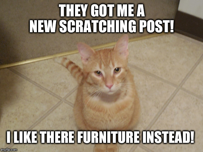 Scumbag Dale! | THEY GOT ME A NEW SCRATCHING POST! I LIKE THERE FURNITURE INSTEAD! | image tagged in scumbag cat,funny cat | made w/ Imgflip meme maker