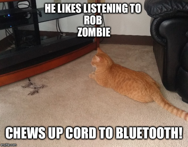 Scumbag Dale | HE LIKES LISTENING TO 
ROB ZOMBIE; CHEWS UP CORD TO BLUETOOTH! | image tagged in scumbag cat,funny cat memes | made w/ Imgflip meme maker
