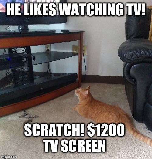 Scumbag Dale! | HE LIKES WATCHING TV! SCRATCH! $1200 
TV SCREEN | image tagged in scumbag cat,funny cat memes | made w/ Imgflip meme maker