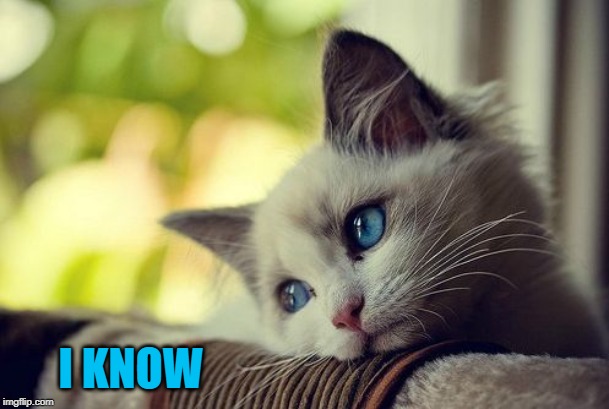 First World Problems Cat Meme | I KNOW | image tagged in memes,first world problems cat | made w/ Imgflip meme maker