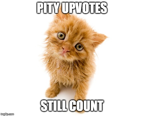 Pity cat | PITY UPVOTES STILL COUNT | image tagged in pity cat | made w/ Imgflip meme maker