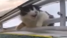 Wing Cat Blank Meme Template
