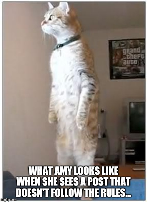 nosy cat standing | WHAT AMY LOOKS LIKE WHEN SHE SEES A POST THAT DOESN'T FOLLOW THE RULES... | image tagged in nosy cat standing | made w/ Imgflip meme maker