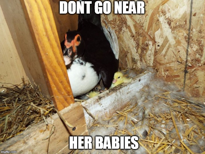 MAMMA DUCK | DONT GO NEAR; HER BABIES | image tagged in ducks,duckling | made w/ Imgflip meme maker