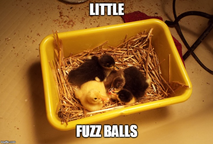 LITTLE FURRY QUACKERS | LITTLE; FUZZ BALLS | image tagged in ducks,duckling | made w/ Imgflip meme maker