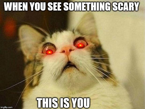 Scared Cat Meme | WHEN YOU SEE SOMETHING SCARY; THIS IS YOU | image tagged in memes,scared cat | made w/ Imgflip meme maker