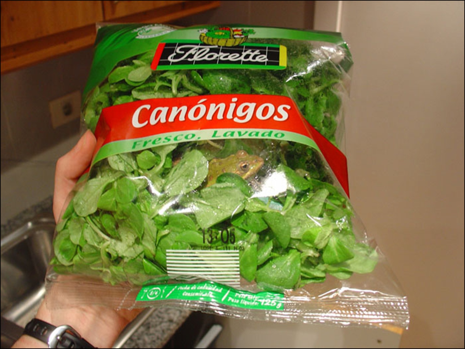 Frog in a bag of lettuce Blank Meme Template