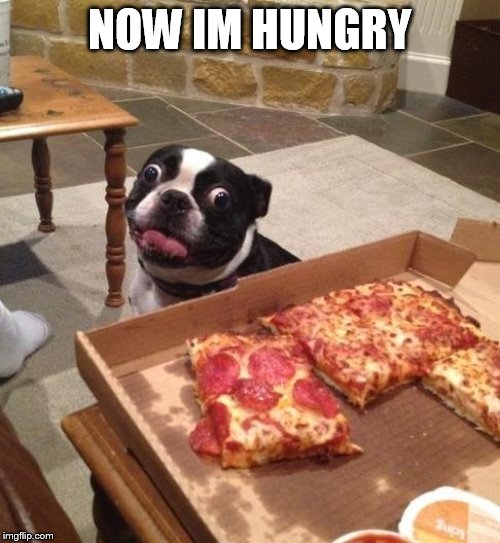 Hungry Pizza Dog | NOW IM HUNGRY | image tagged in hungry pizza dog | made w/ Imgflip meme maker