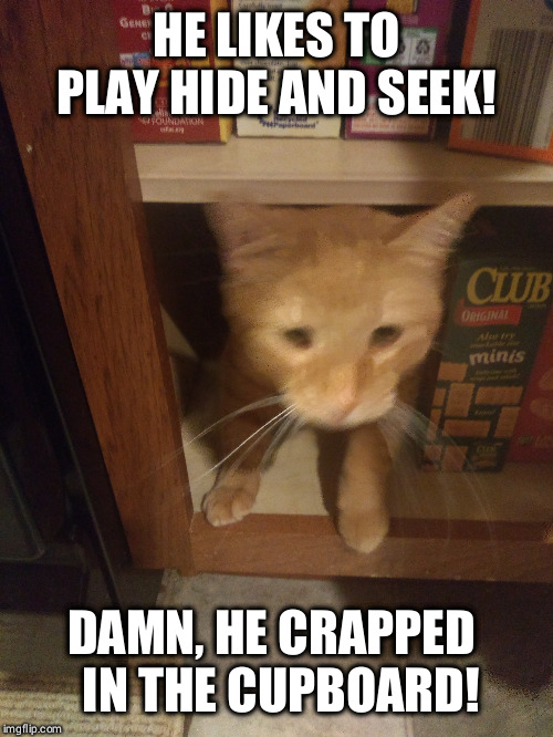 Scumbag Dale! | HE LIKES TO PLAY HIDE AND SEEK! DAMN, HE CRAPPED 
 IN THE CUPBOARD! | image tagged in scumbag cat,funny cat memes | made w/ Imgflip meme maker