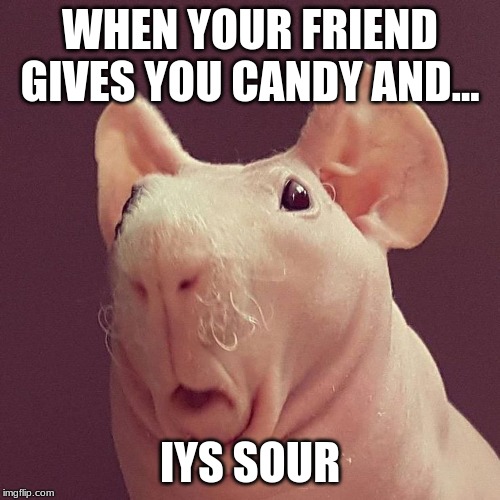 Hairless Guinea Pig | WHEN YOUR FRIEND GIVES YOU CANDY AND... IYS SOUR | image tagged in hairless guinea pig | made w/ Imgflip meme maker