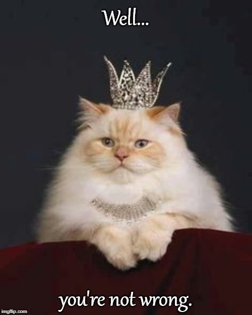 Cat crown | Well... you're not wrong. | image tagged in cat crown | made w/ Imgflip meme maker