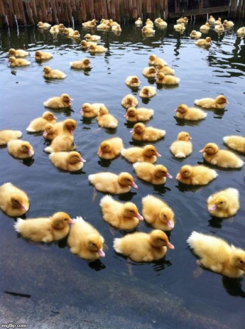 Ducklings  | image tagged in ducklings | made w/ Imgflip meme maker