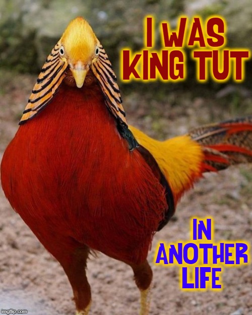 Golden Pheasant Revelations | I WAS KING TUT IN ANOTHER LIFE | image tagged in vince vance,golden pheasant,chinese,pheasant,king tut,well-dressed chicken | made w/ Imgflip meme maker