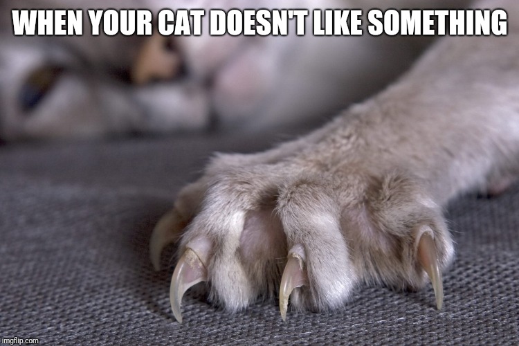 Cat claws | WHEN YOUR CAT DOESN'T LIKE SOMETHING | image tagged in cat claws | made w/ Imgflip meme maker