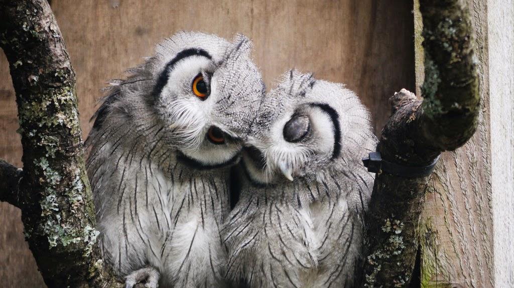 High Quality Owls in love Blank Meme Template