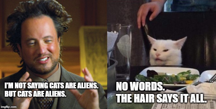 Giorgio and Smudge | NO WORDS.
THE HAIR SAYS IT ALL. I'M NOT SAYING CATS ARE ALIENS.
BUT CATS ARE ALIENS. | image tagged in giorgio and smudge | made w/ Imgflip meme maker