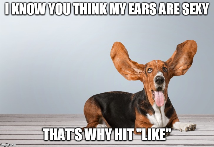Why I get Likes | I KNOW YOU THINK MY EARS ARE SEXY; THAT'S WHY HIT "LIKE" | image tagged in bad pun dog,funny dog,likes | made w/ Imgflip meme maker