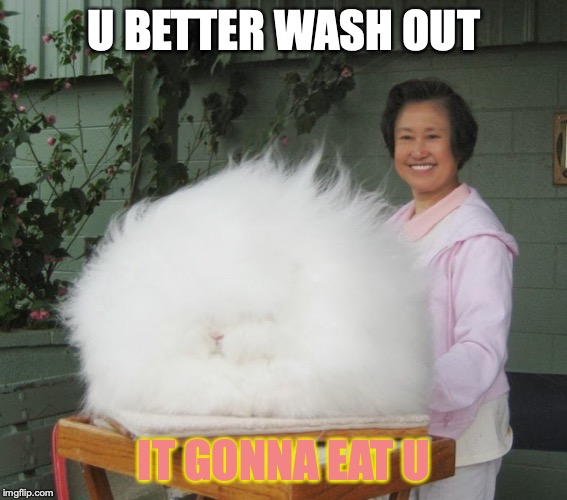 BEtes Bunnybun | U BETTER WASH OUT; IT GONNA EAT U | image tagged in betty,bunny,floofy,angora,stevharvy | made w/ Imgflip meme maker