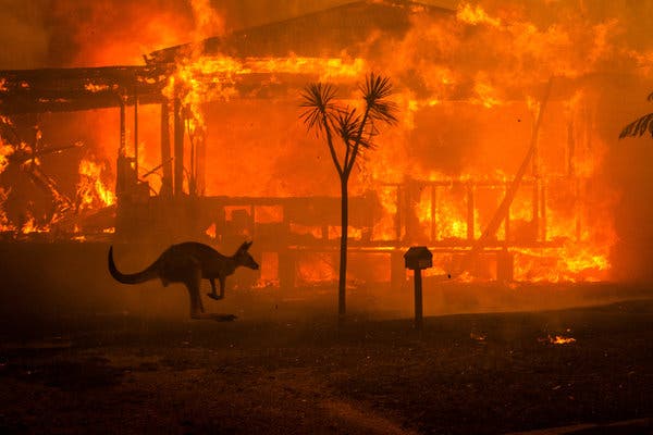 Australia bushfires w/ sad kangaroo Blank Meme Template