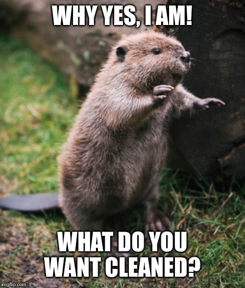 Beaver | WHY YES, I AM! WHAT DO YOU WANT CLEANED? | image tagged in beaver | made w/ Imgflip meme maker