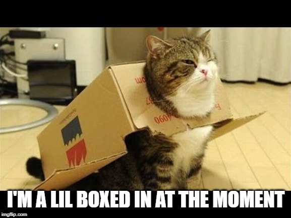 Homeless Cat | I'M A LIL BOXED IN AT THE MOMENT | image tagged in funny cat | made w/ Imgflip meme maker