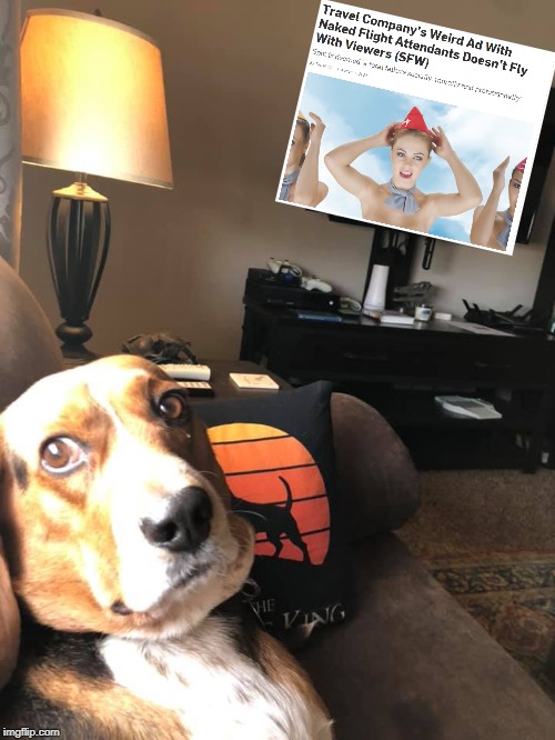 Eric Allen Vierthaler's Dog, Simba | image tagged in dogs,doggo,wtf,wth,weird,what is this | made w/ Imgflip meme maker