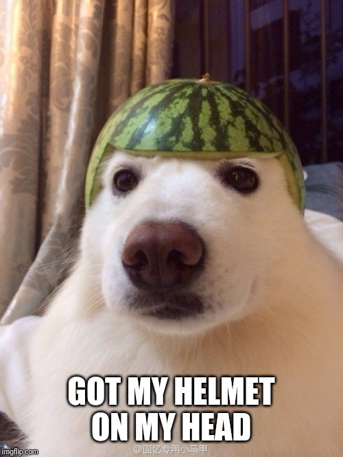 dog helmet | GOT MY HELMET ON MY HEAD | image tagged in dog helmet | made w/ Imgflip meme maker