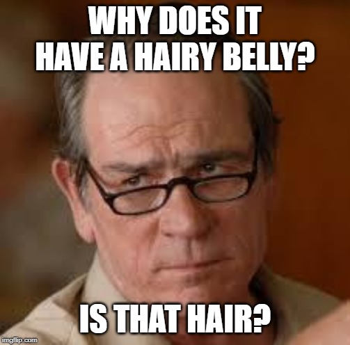 my face when someone asks a stupid question | WHY DOES IT HAVE A HAIRY BELLY? IS THAT HAIR? | image tagged in my face when someone asks a stupid question | made w/ Imgflip meme maker