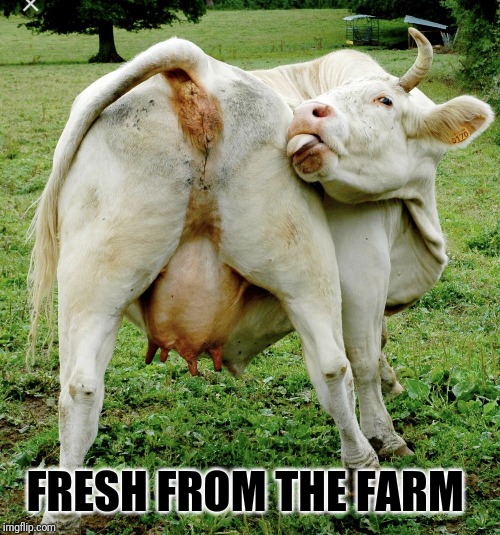 Cow ass | FRESH FROM THE FARM | image tagged in cow ass | made w/ Imgflip meme maker