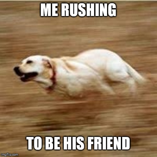 Speedy doggo | ME RUSHING TO BE HIS FRIEND | image tagged in speedy doggo | made w/ Imgflip meme maker