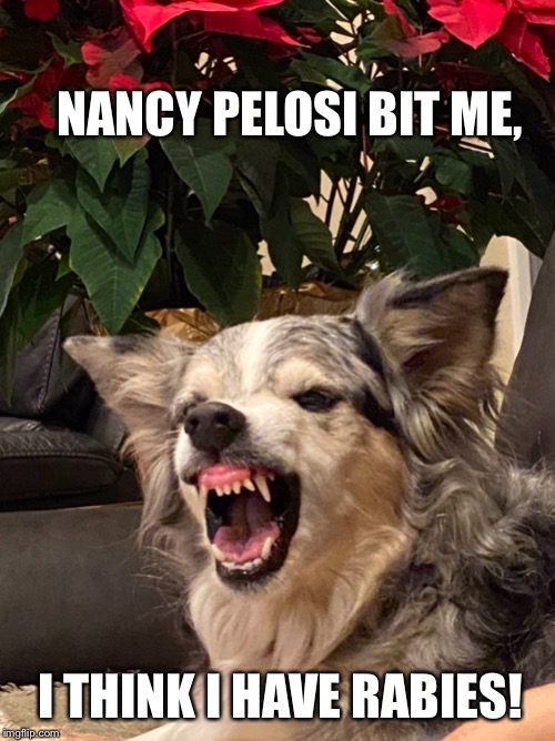 Piper the Cowdog | NANCY PELOSI BIT ME, I THINK I HAVE RABIES! | image tagged in piper the cowdog | made w/ Imgflip meme maker