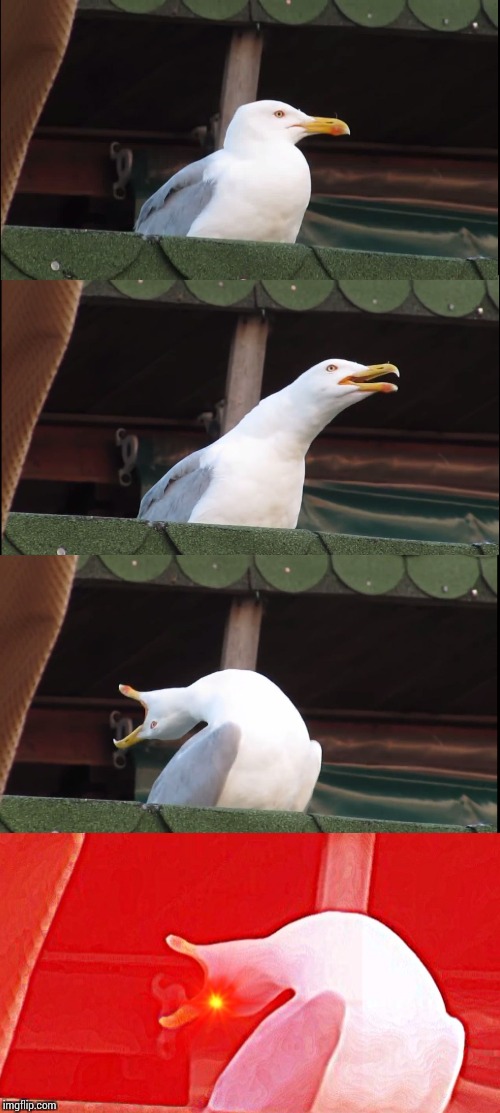 High Quality Screaming seagull Blank Meme Template