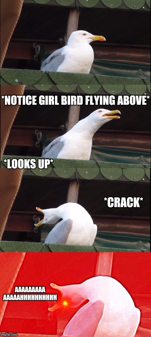 Screaming seagull | *NOTICE GIRL BIRD FLYING ABOVE*; *LOOKS UP*; *CRACK*; AAAAAAAAA
AAAAAHHHHHHHHHH | image tagged in screaming seagull | made w/ Imgflip meme maker
