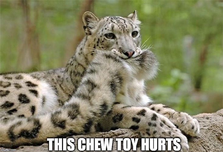 THIS CHEW TOY HURTS | image tagged in cats,leopard | made w/ Imgflip meme maker