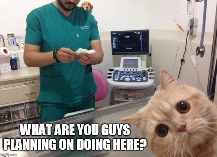 WHAT ARE YOU GUYS PLANNING ON DOING HERE? | image tagged in cats,funny cats,cat memes | made w/ Imgflip meme maker