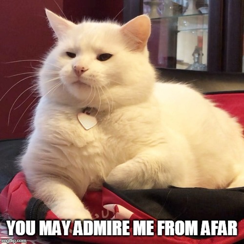 All Hail Smudge | YOU MAY ADMIRE ME FROM AFAR | image tagged in cats,smudge | made w/ Imgflip meme maker