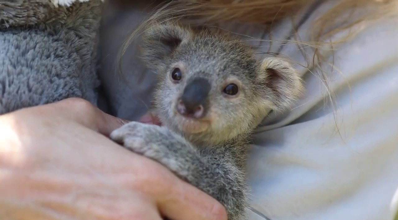 Baby Koala Blank Meme Template