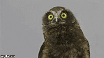 Coffee Dance Owl | image tagged in gifs,owl | made w/ Imgflip video-to-gif maker