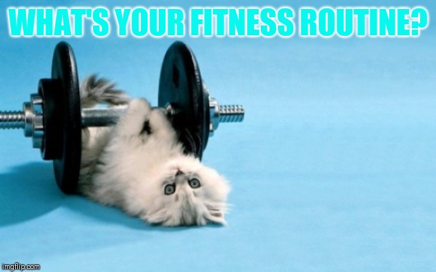 cat fitness | WHAT'S YOUR FITNESS ROUTINE? | image tagged in cat fitness | made w/ Imgflip meme maker