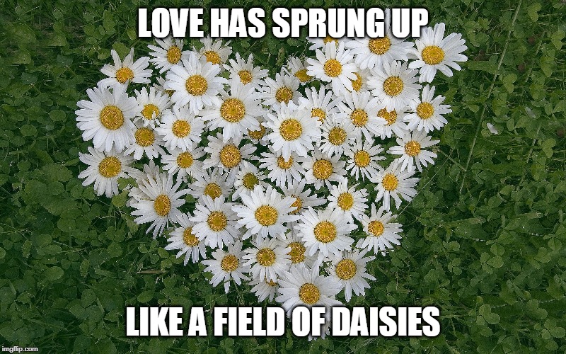 Field of Daisies | LOVE HAS SPRUNG UP; LIKE A FIELD OF DAISIES | image tagged in i love you | made w/ Imgflip meme maker