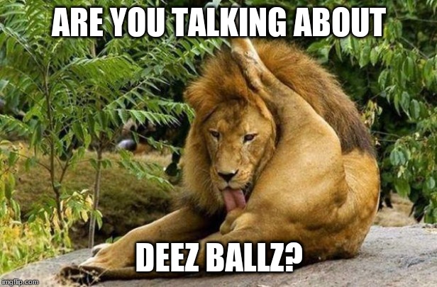 lion licking balls | ARE YOU TALKING ABOUT DEEZ BALLZ? | image tagged in lion licking balls | made w/ Imgflip meme maker