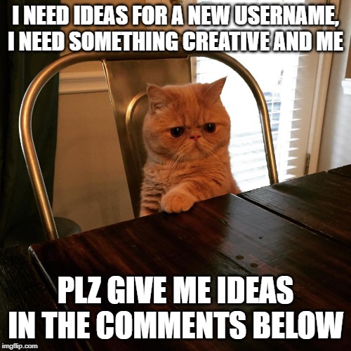 I NEED IDEAS FOR A NEW USERNAME, I NEED SOMETHING CREATIVE AND ME; PLZ GIVE ME IDEAS IN THE COMMENTS BELOW | image tagged in cat,fun,cute cat,meme | made w/ Imgflip meme maker