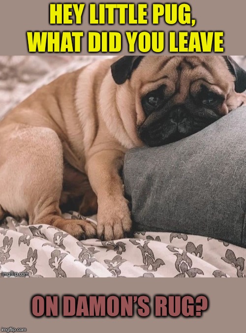 HEY LITTLE PUG, WHAT DID YOU LEAVE ON DAMON’S RUG? | made w/ Imgflip meme maker