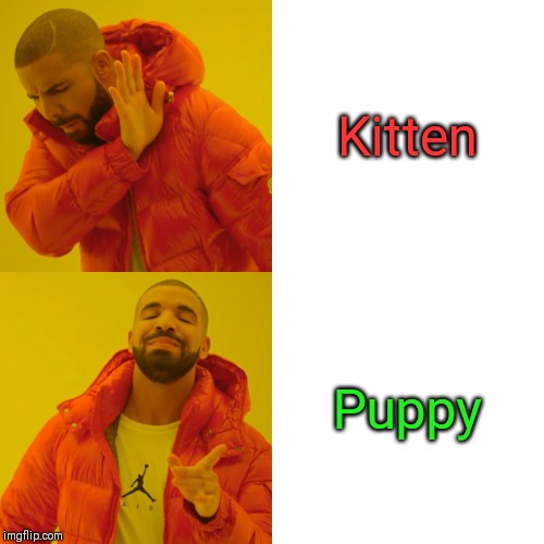Drake Hotline Bling | Kitten; Puppy | image tagged in memes,drake hotline bling,cats | made w/ Imgflip meme maker