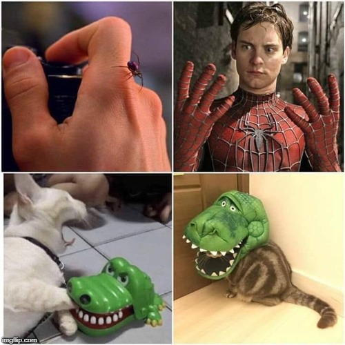 Catigator | image tagged in memes,spiderman,cats,alligator,crocodile,superhero | made w/ Imgflip meme maker