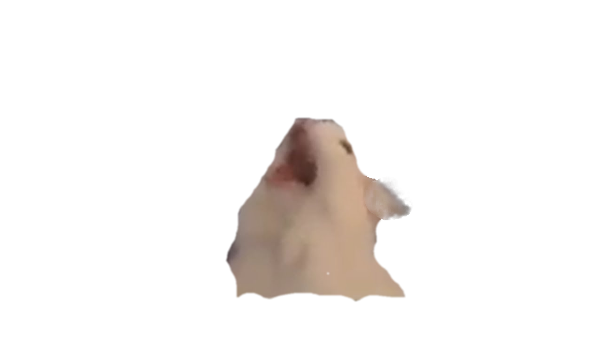 Screaming Cat Meme Png Smudge The Cat From The Woman Yelling At A Cat