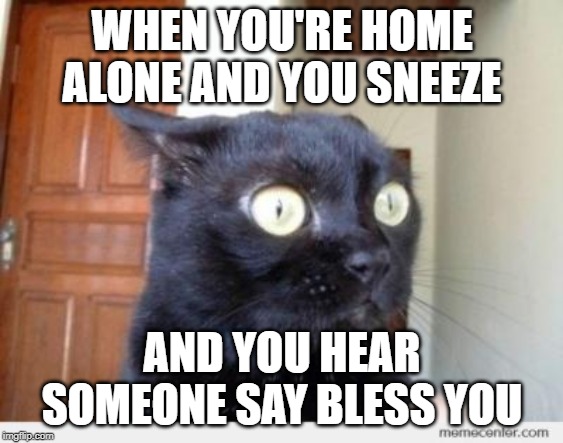 Scared Cat | WHEN YOU'RE HOME ALONE AND YOU SNEEZE; AND YOU HEAR SOMEONE SAY BLESS YOU | image tagged in scared cat | made w/ Imgflip meme maker