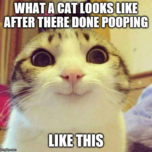 Smiling Cat Meme | WHAT A CAT LOOKS LIKE AFTER THERE DONE POOPING; LIKE THIS | image tagged in memes,smiling cat | made w/ Imgflip meme maker
