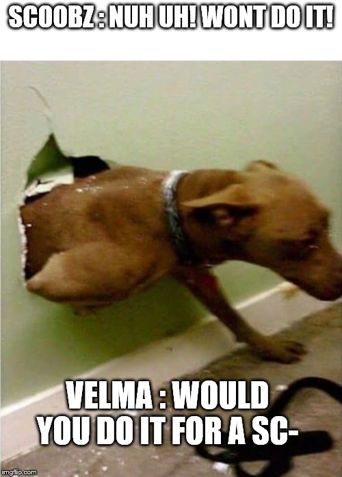 Dog breaking the wall | SCOOBZ : NUH UH! WONT DO IT! VELMA : WOULD YOU DO IT FOR A SC- | image tagged in dog breaking the wall | made w/ Imgflip meme maker